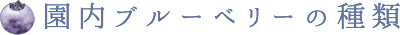 園内のブルーベリーの種類