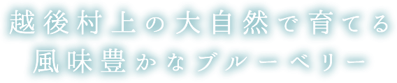 越後村上の大自然で育てる風味豊かなブルーベリー