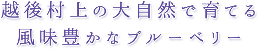 越後村上の大自然で育てる風味豊かなブルーベリー